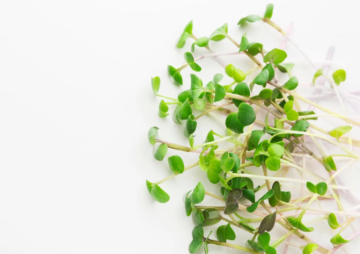 Organic Arugula Sprouting Seeds, 12 Pounds C11923
