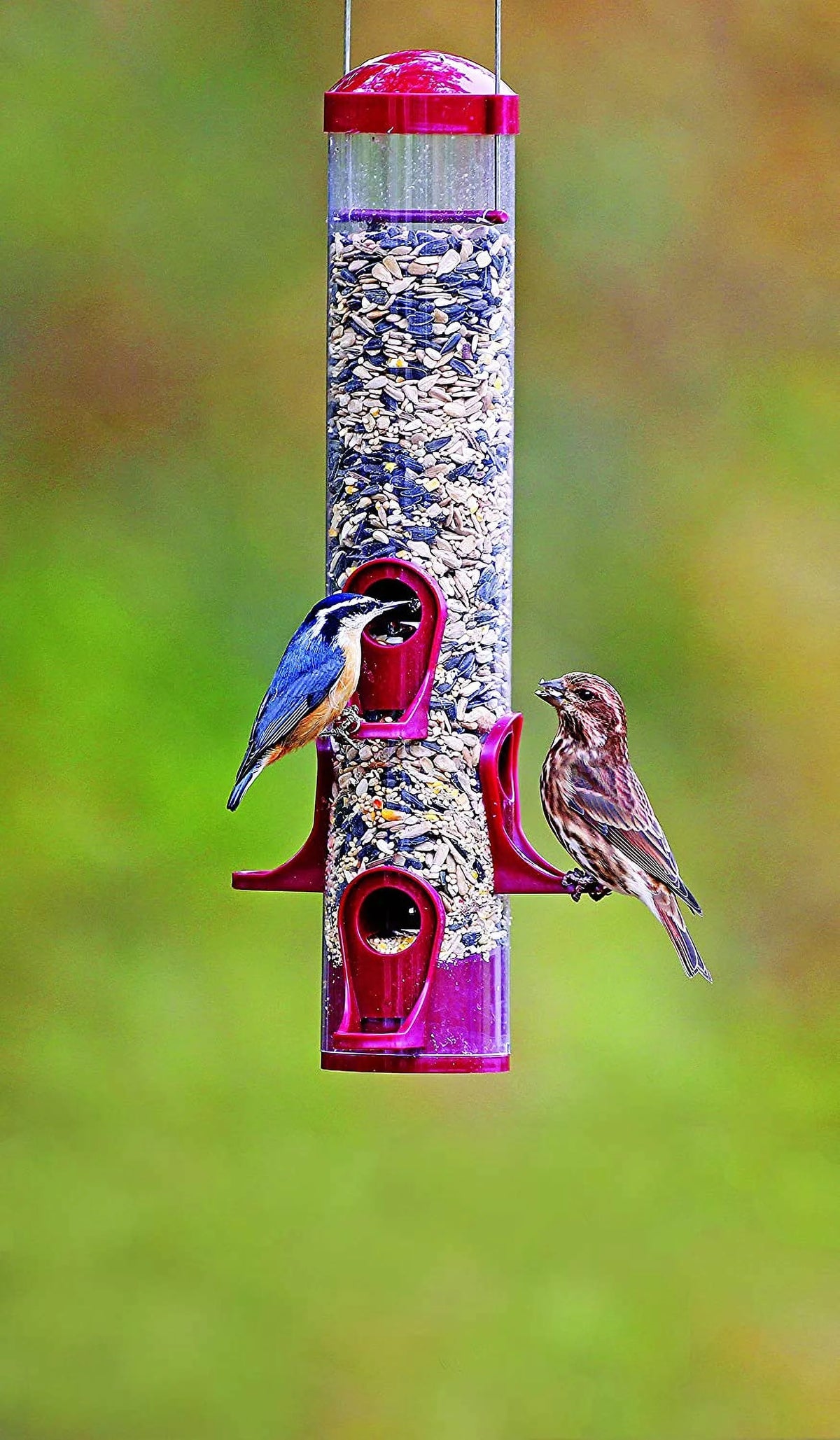 Wild Bird Feeder, 15 in H, 1 qt Z66247