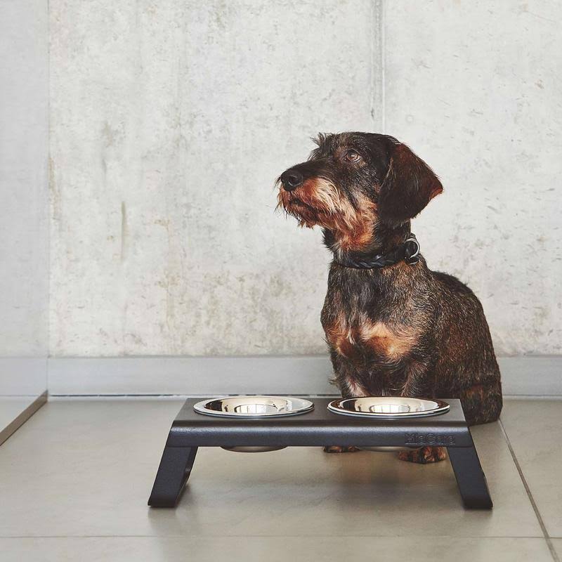 Brown Dog Collar A901187