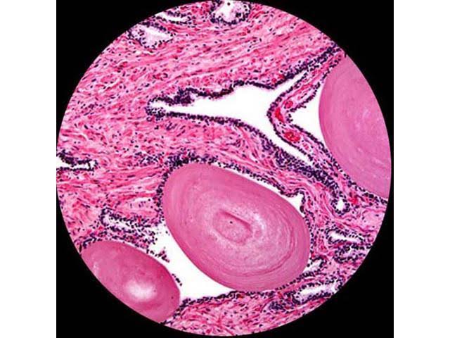 40X-2000X LED Monocular Compound Microscope with 9MP Camera J8552