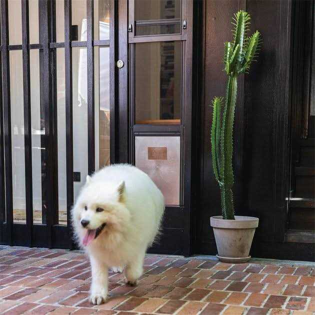 Large Black Patio Pet Door B92489