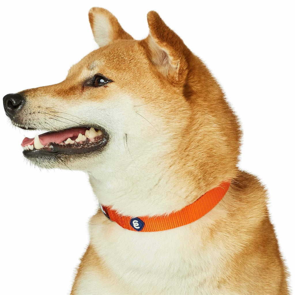 Classic Dog Collar M736194