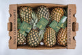 Pineapple W6998
