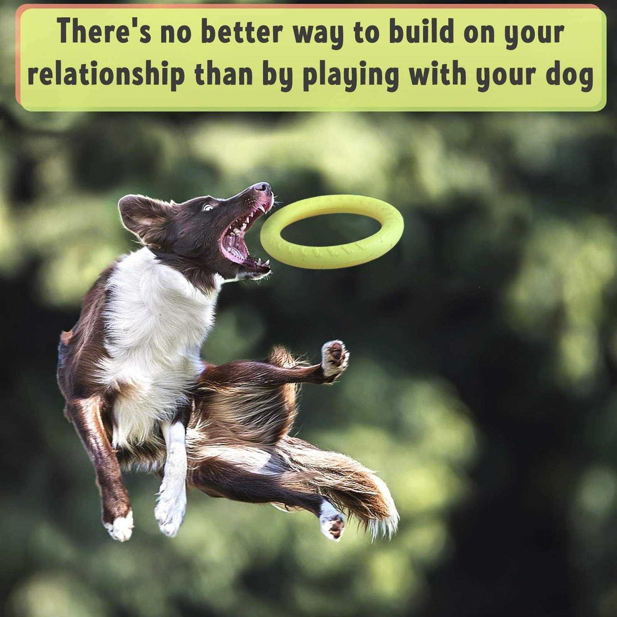 Dog Training Ring and Flying Disc Interactive Toy B992