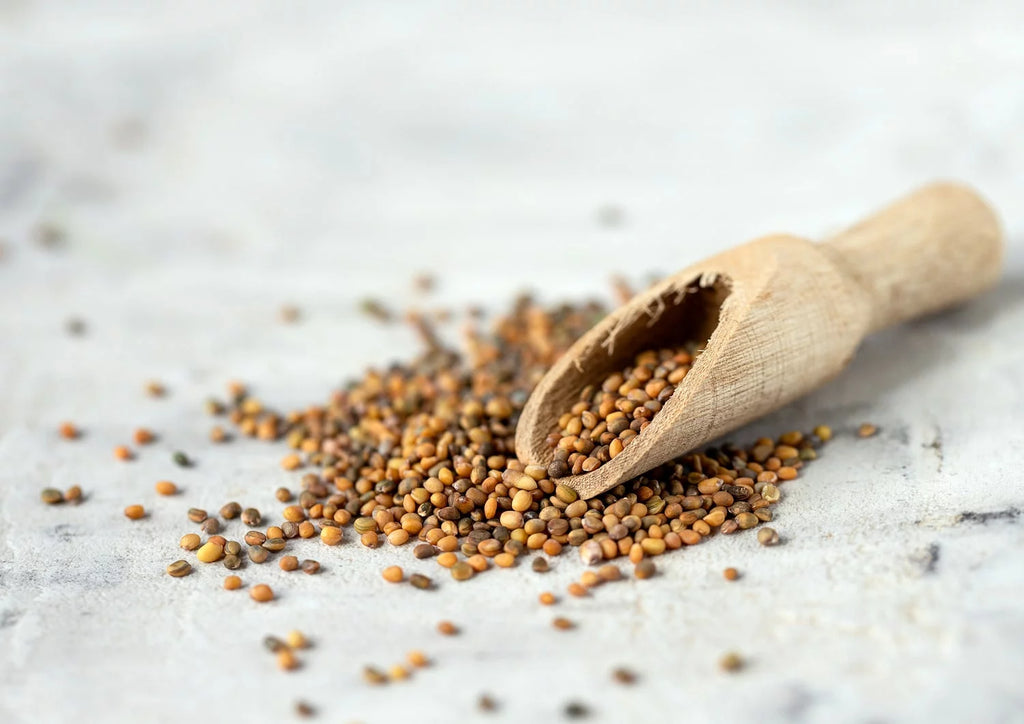 Organic Arugula Sprouting Seeds, 12 Pounds C11923
