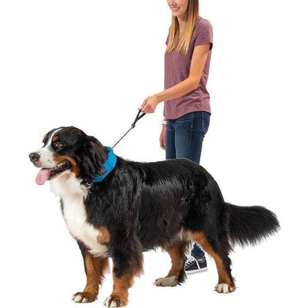 All-In-One Collar + Leash S1967