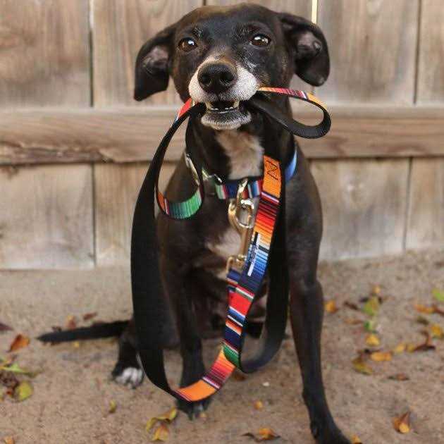 Dog Leash R5778
