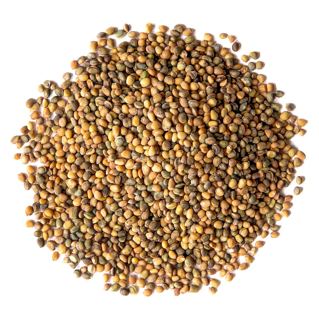 Organic Arugula Sprouting Seeds, 12 Pounds C11923