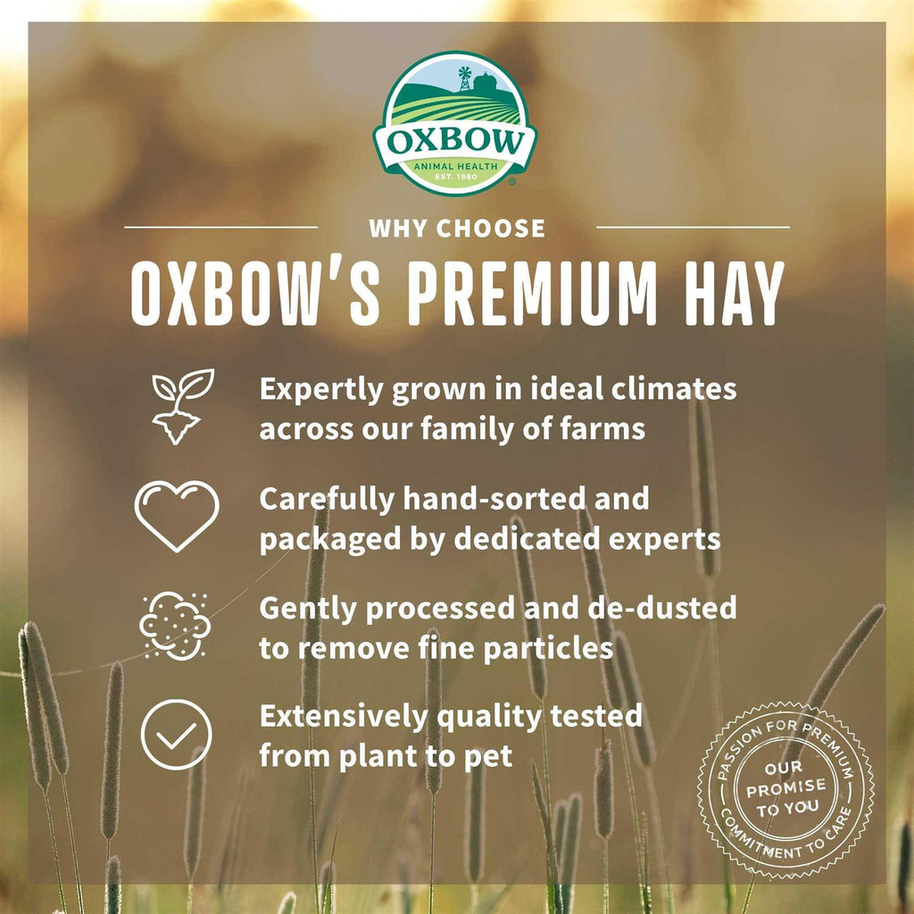 Orchard Grass Hay T964049