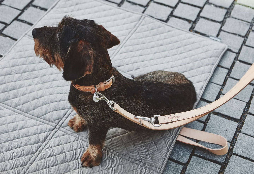 Brown Dog Collar A901187
