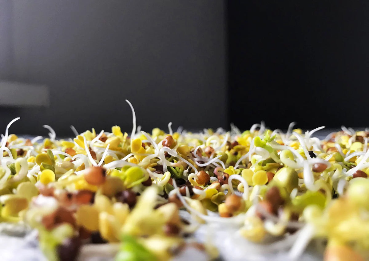 Organic Arugula Sprouting Seeds, 12 Pounds C11923