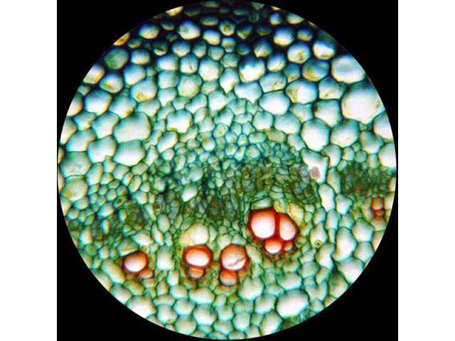 40X-2000X LED Monocular Compound Microscope with 9MP Camera J8552