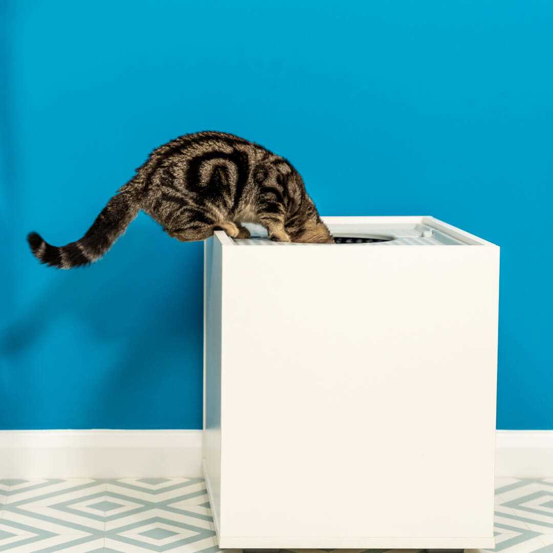 Top Entry Cat Litter Box M666548
