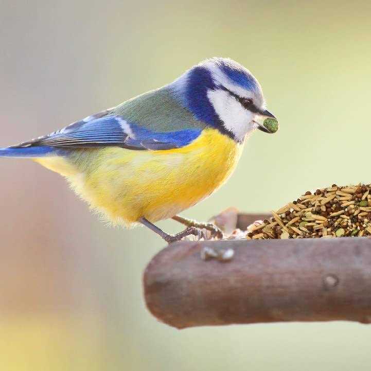 Sprout Blend Bird Treats G20141