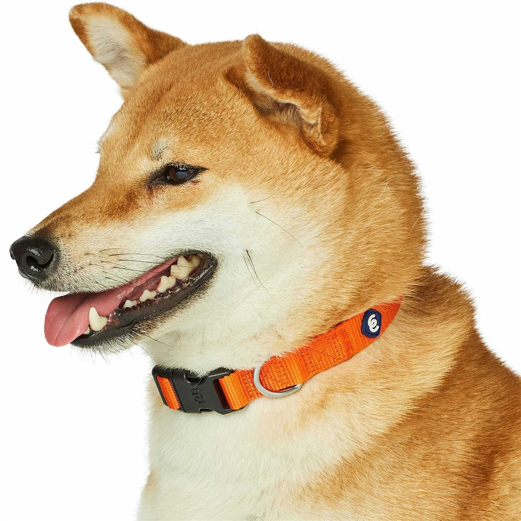 Classic Dog Collar M736194