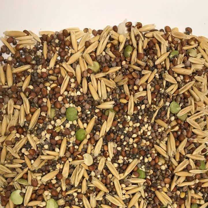 Sprout Blend Bird Treats G20141