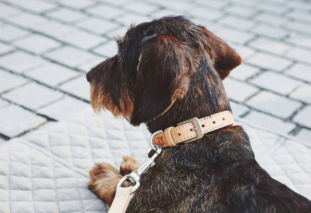 Brown Dog Collar A901187